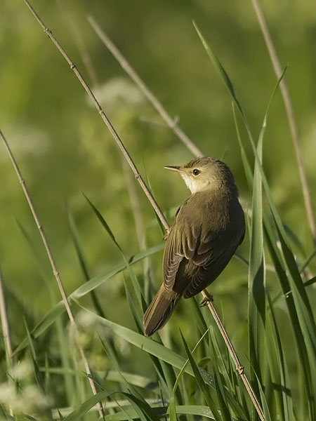Luhtakerttunen, Marsh Warbler, Acrocephalus palustris